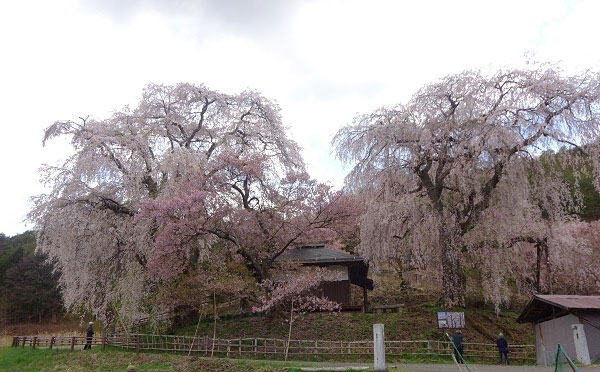 勝間薬師堂の桜と仏