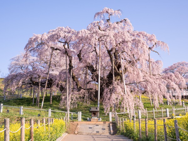 日本三大桜は？