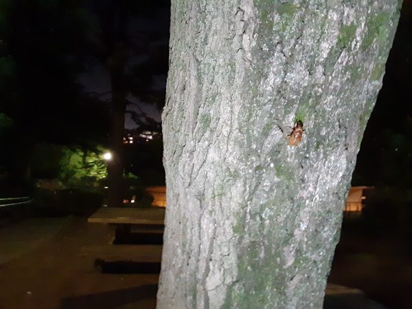 幼虫を捕まえに夜の公園へ