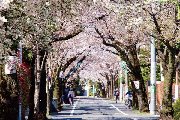 成城桜並木