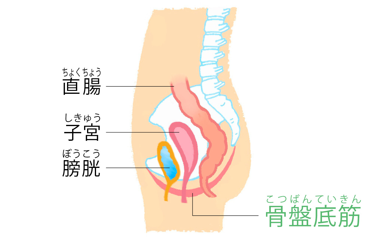 骨盤底筋の大事な役割は大きく3つ！