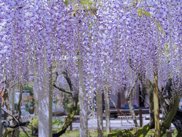 草津三大神社の藤の花