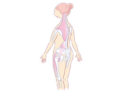 股関節には下半身へと伸びる大腿直筋とお腹へと伸びる大腰筋などがあります