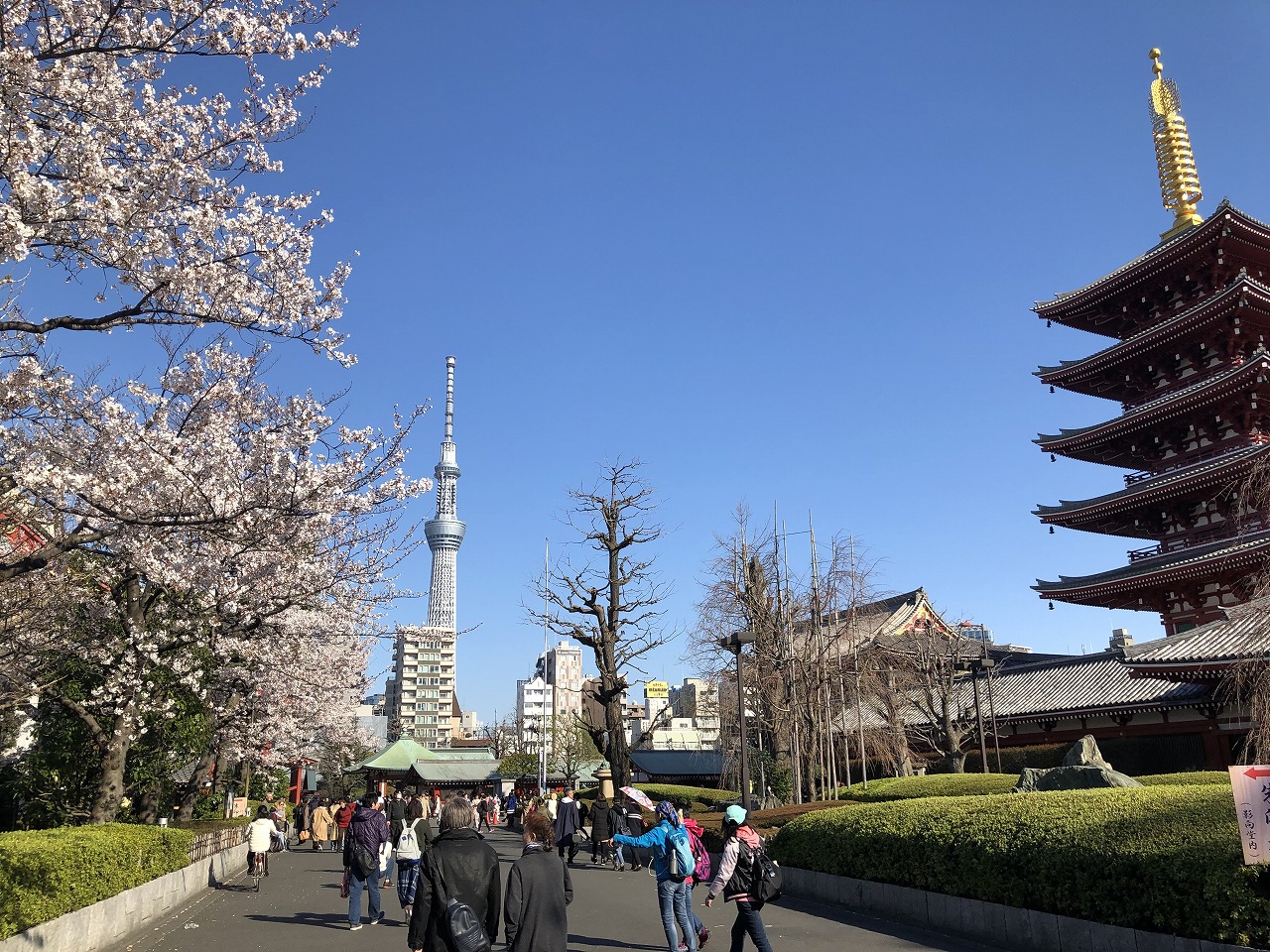 浅草の見どころを巡る桜散歩