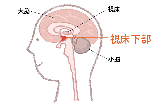 視床下部にいい食生活で免疫力アップ&脳が活性化！