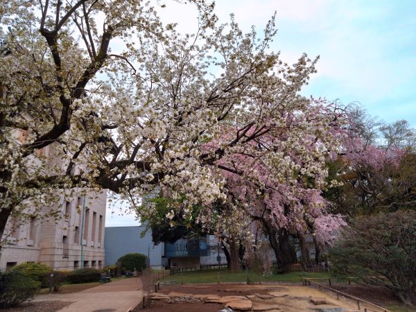 上野の隠れた桜の名所