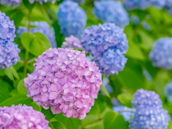 アジサイの花の色は土壌の性質の影響を受ける