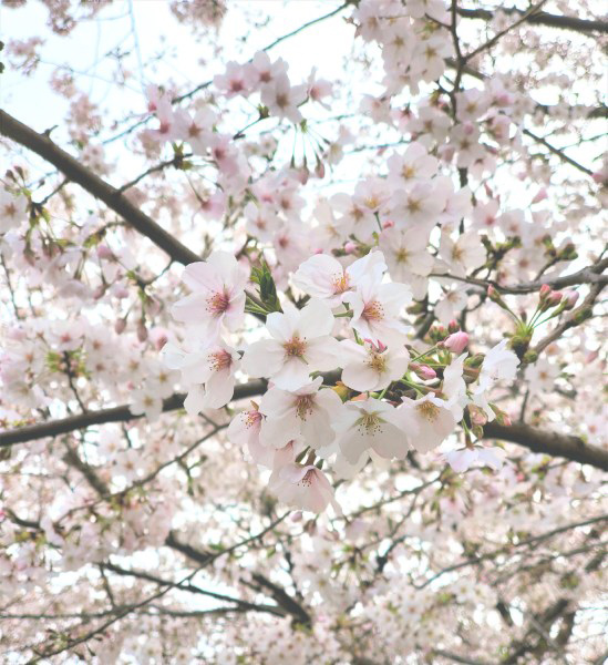 上野恩賜公園の桜2020