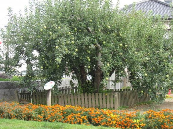 リンゴの木