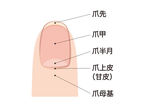 爪の白い部分（爪半月）について