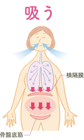 息を吸うときの筋肉の動き