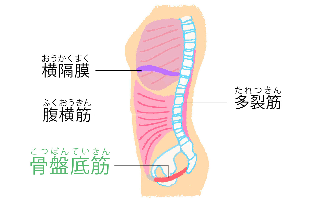 骨盤底筋の大事な役割は大きく3つ！