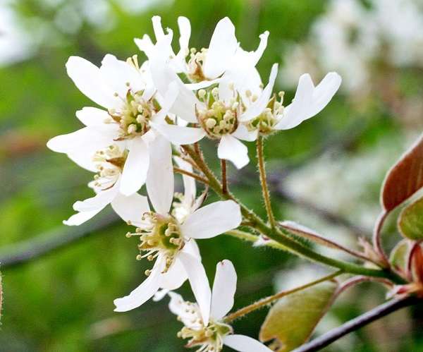 ジューンベリーの白い花