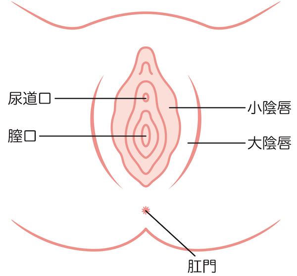 大陰唇・小陰唇