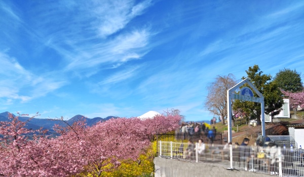 富士山と桜まつり