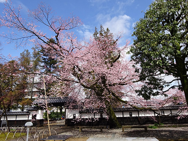 門の横に咲くエドヒガン桜　両手を広げて歓迎しているように見える