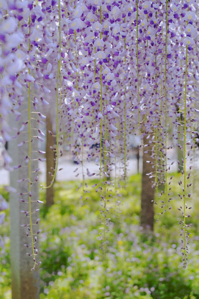草津三大神社の藤の花