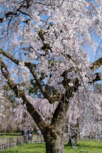 京都御苑の枝垂れ桜
