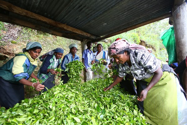 茶葉も鮮度が命、加工場へといち早く送られます。