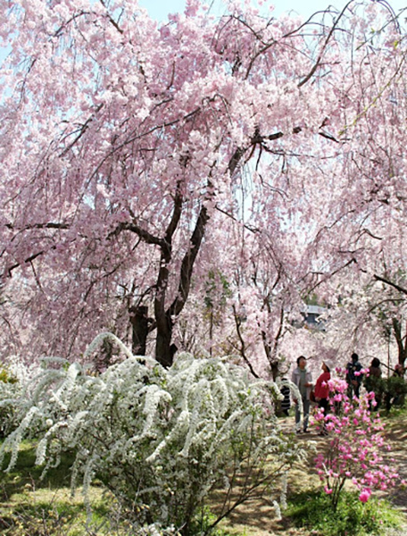 枝垂れ桜のシャワー｜京都・原谷苑