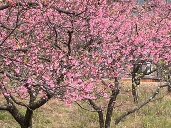 河津桜が見たい