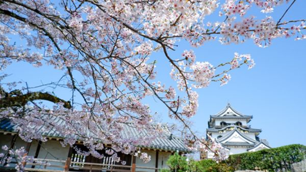 桜で埋め尽くされる彦根城