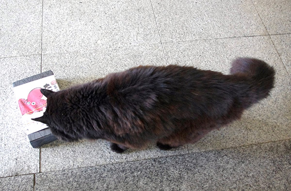 那珂湊駅の駅猫・おさむをたこめしの空箱でおびき寄せる