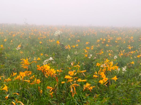 八島ヶ原湿原は花盛り