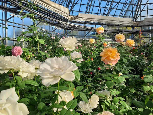日本最大級のバラドーム温室「はな阿蘇美」