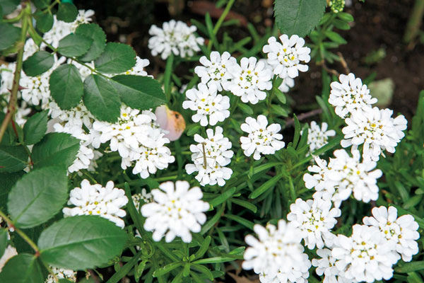 可憐な白い小花オルレアは、どんな庭でも合わせやすく、育てやすい品種