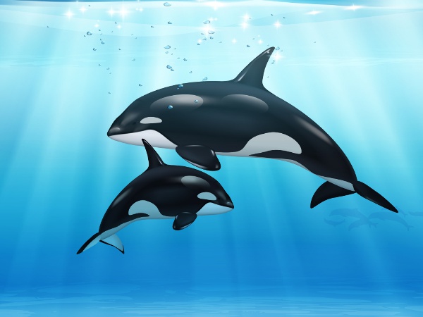 イルカとクジラの違いは大きさだけって本当？
