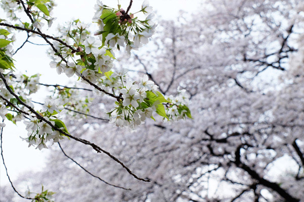 今からでも間に合う！東京の遅咲き桜の名所 | ハルメクカルチャー
