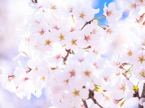 桜の開花宣言って何が基準なの？
