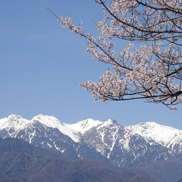 松川町生田（いくた）・円満坊の桜