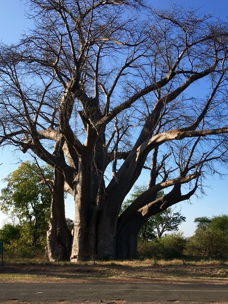 チョベ国立公園の近くで見たバオバブの木。樹齢1800年、高さ23m、幹回り16m