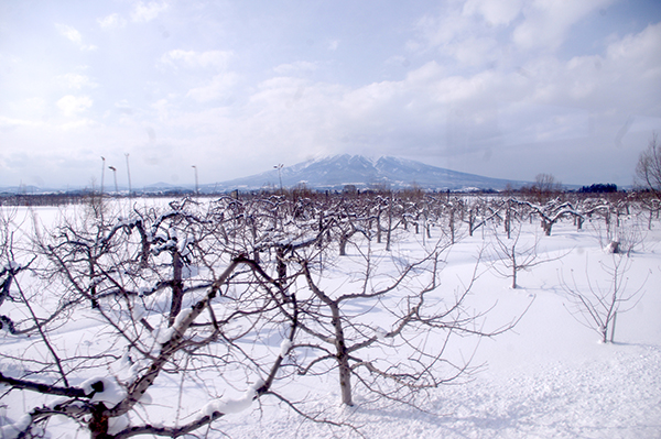 車窓左、りんご畑の向こうに津軽富士と呼ばれる岩木山が見える