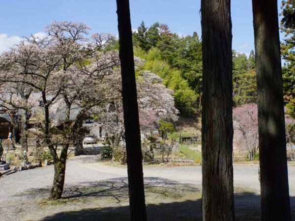 桜の賑わい・関昌寺（かんしょうじ）