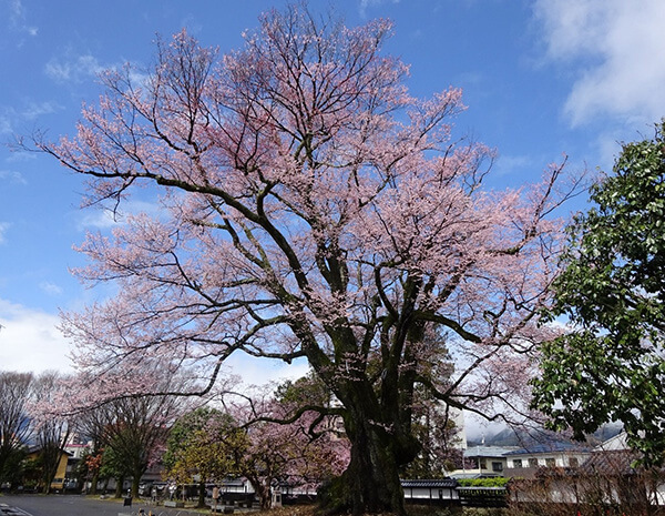 別方向から見た安富桜