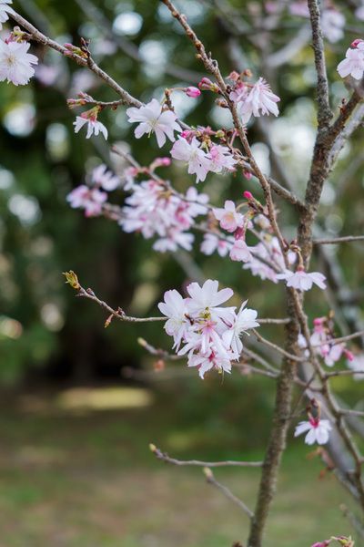 京都御苑の美しい花々