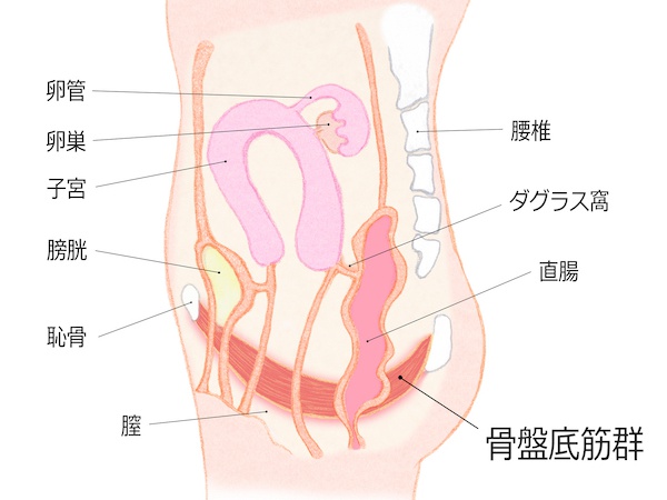 骨盤底筋