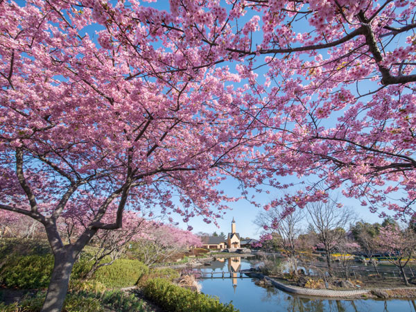  池の周辺に植えられた河津桜