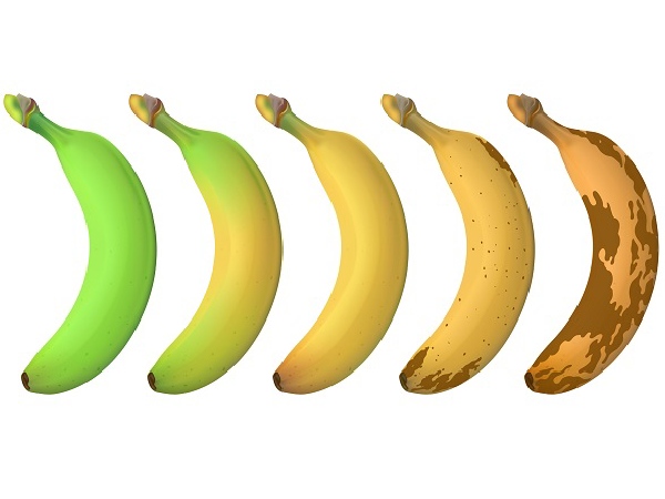 バナナは青めがいいって本当？