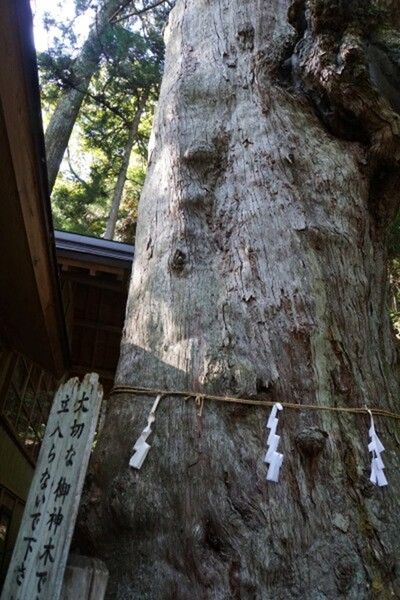 初めての 神坂神社で巨木に驚く