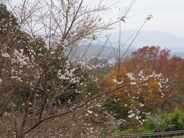 秋の野山