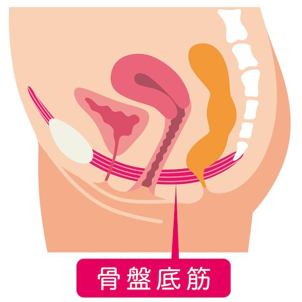 尿漏れは骨盤底筋と深く関わっている