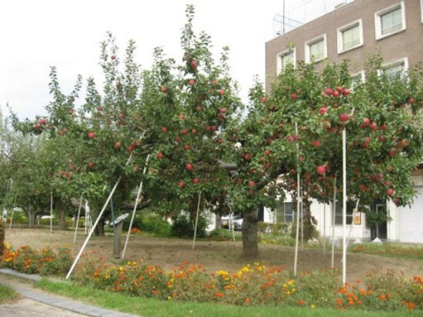 “リンゴ並木”。台風19号前です。