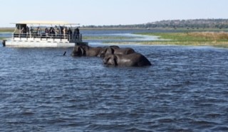 河を渡って中州へ行く象とサファリーボート