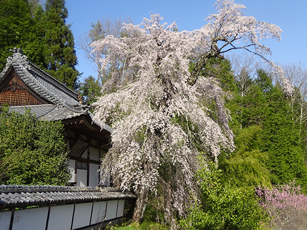 光明寺の枝垂れ桜