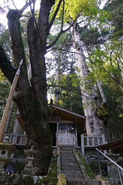 初めての 神坂神社で巨木に驚く