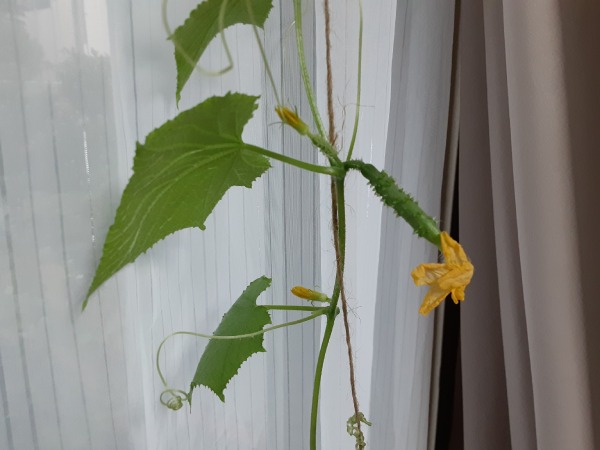 9月に種を撒き、家の中で胡瓜を育ててみました
